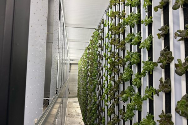Indoor farm vertical plantings